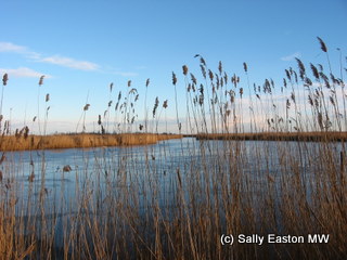 Neusiedlersee