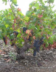 Grenache bush vine