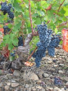 Ripening grenache in Roussillon