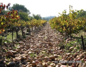 Rhône valley vineyard