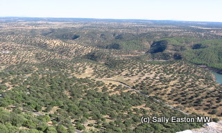 Cork oak landscape