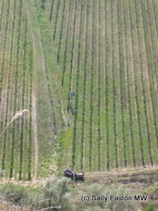 Harvest in Marche