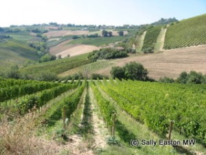 Mixed agriculture in Marche