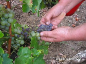 Picking aszú berries