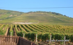 Hétszőlő Vineyards  