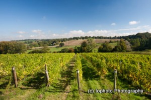 A'Beckett's Vineyard 