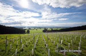 Gippsland Vineyard