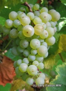 Riesling 