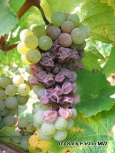 Bunch with healthy grapes and botrytis-affected grapes