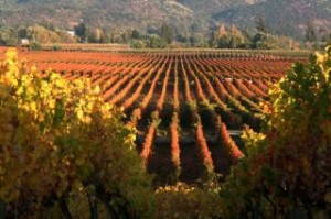 Los Lingues vineyard