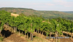 1er Cru Kamptal vineyards 1er Cru Kamptal vineyards