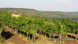 1er Cru Kamptal vineyards