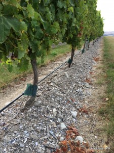 Undervine composting at Yealands