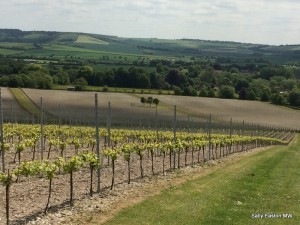 Looking just south of west to Old Winchester Hill