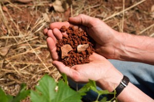 Red Cambrian soils