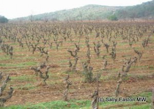 Languedoc vines
