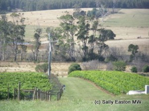 North Tasmanian vineyard, with frost protection