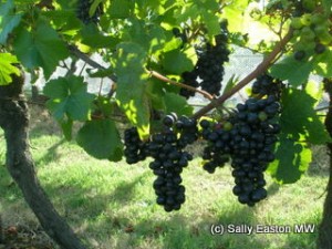 South Gippsland pinot noir