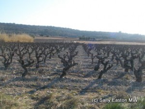 South-facing Aupilhac vineyard