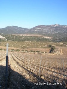 North-facing Cocalières vineyard