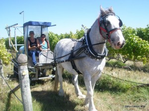 Applying biodynamic prep above the vines at Seresin