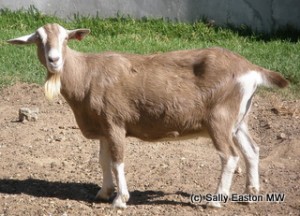 A Fairview Goat