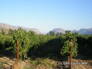 Cederberg vineyards