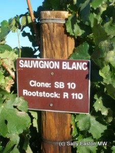 Sauvignon blanc at Cederberg