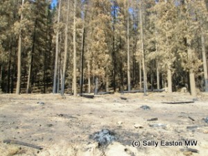 Aftermath of bushfires, Cederberg, South Africa, 2009