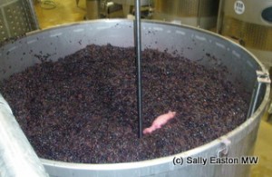 Red grapes macerating in their juice