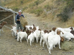 Looking after the goats at Felton Road