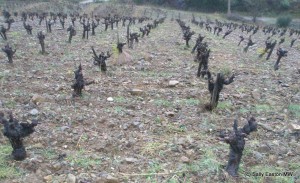 Rybeyrenc vines on schist slopes