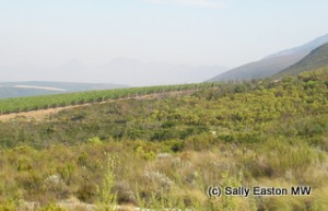 Shiraz in the Bot River