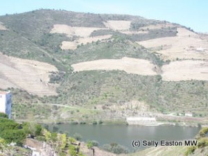 Dry Douro vineyards