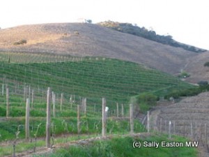 With and without cover crop