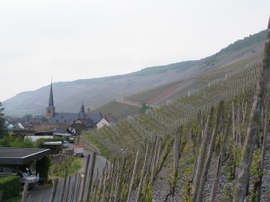 Mosel riesling