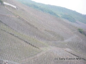 Riesling in the Mosel