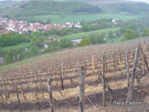 Hermannshöhle vineyard