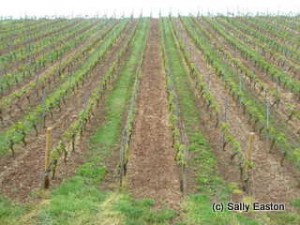 Rothenberg vineyard