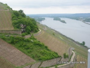 Rheingau vineyards