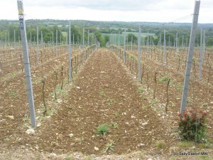 South-facing Hattingley vineyard