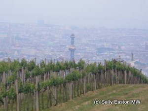 Vineyards over Vienna