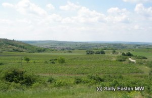 Rolling Weinviertel landscape