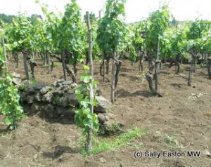 Traditional single-stake bush vines