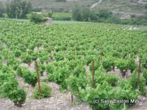 South of France vineyards