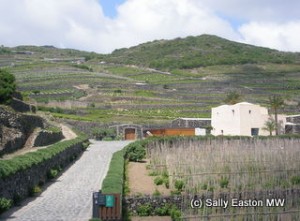 Donnafugata on Pantelleria