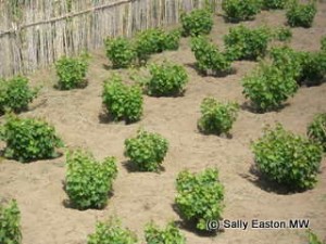 Bush vines planted in hollows