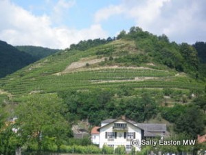 Wachau vineyards