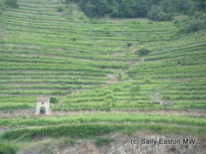 Steep Wachau vineyards 