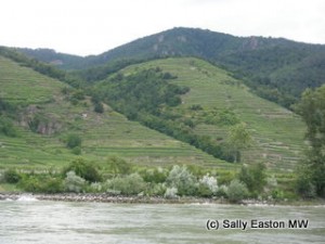 Wachau vineyards close to river Danube